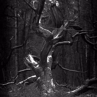 Analoge Fotografie SchwarzWeiß mit Hasselblad, Silber-Gelatine-Vergrößerung, Knorrige Eiche mit Schneeresten vor dunklem Wald im Darss-Wald
