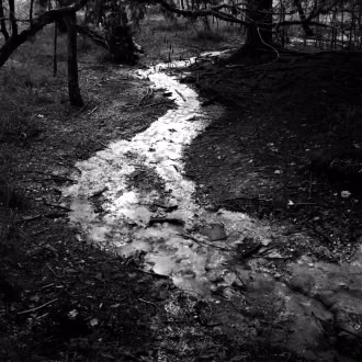 Analoge Fotografie SchwarzWeiß mit Hasselblad, Silber-Gelatine-Vergrößerung, Bachlauf im Eibenwald, Bayern