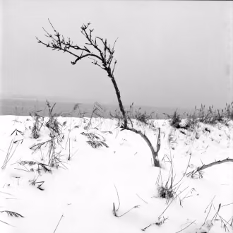 Analoge Fotografie SchwarzWeiß mit Hasselblad, Silber-Gelatine-Vergrößerung, Winterlandschaft mit einsmem kleinen Baum aus dem Schnee aufragend, Rügen, Prosnitzer Schanze