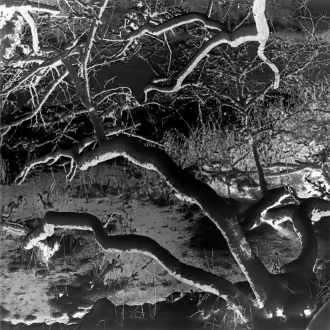 Analoge Fotografie SchwarzWeiß mit Hasselblad, Silber-Gelatine-Vergrößerung, Winterlandschaft, Baumgeäst vor eisiger Bucht, Rügen, Prosnitzer Schanze