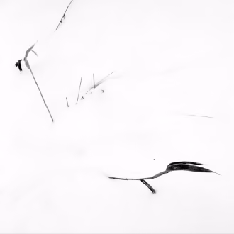 Analoge Fotografie SchwarzWeiß mit Hasselblad, Silber-Gelatine-Vergrößerung, Winterlandschaft mit dunklen Gräserspuren auf dem Schnee, Rügen, Prosnitzer Schanze