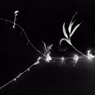 Analoge Fotografie SchwarzWeiß mit Hasselblad, Silber-Gelatine-Vergrößerung, Winterlandschaft mit hellen kalligraphischen Gräsern und Zaunspuren auf dem Schnee, Rügen, Prosnitzer Schanze
