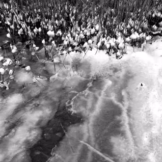 Analoge Fotografie SchwarzWeiß mit Hasselblad, Silber-Gelatine-Vergrößerung, Winterlandschaft, gefrorene Eispuren an Wasserpflanzen, Rügen, Prosnitzer Schanze